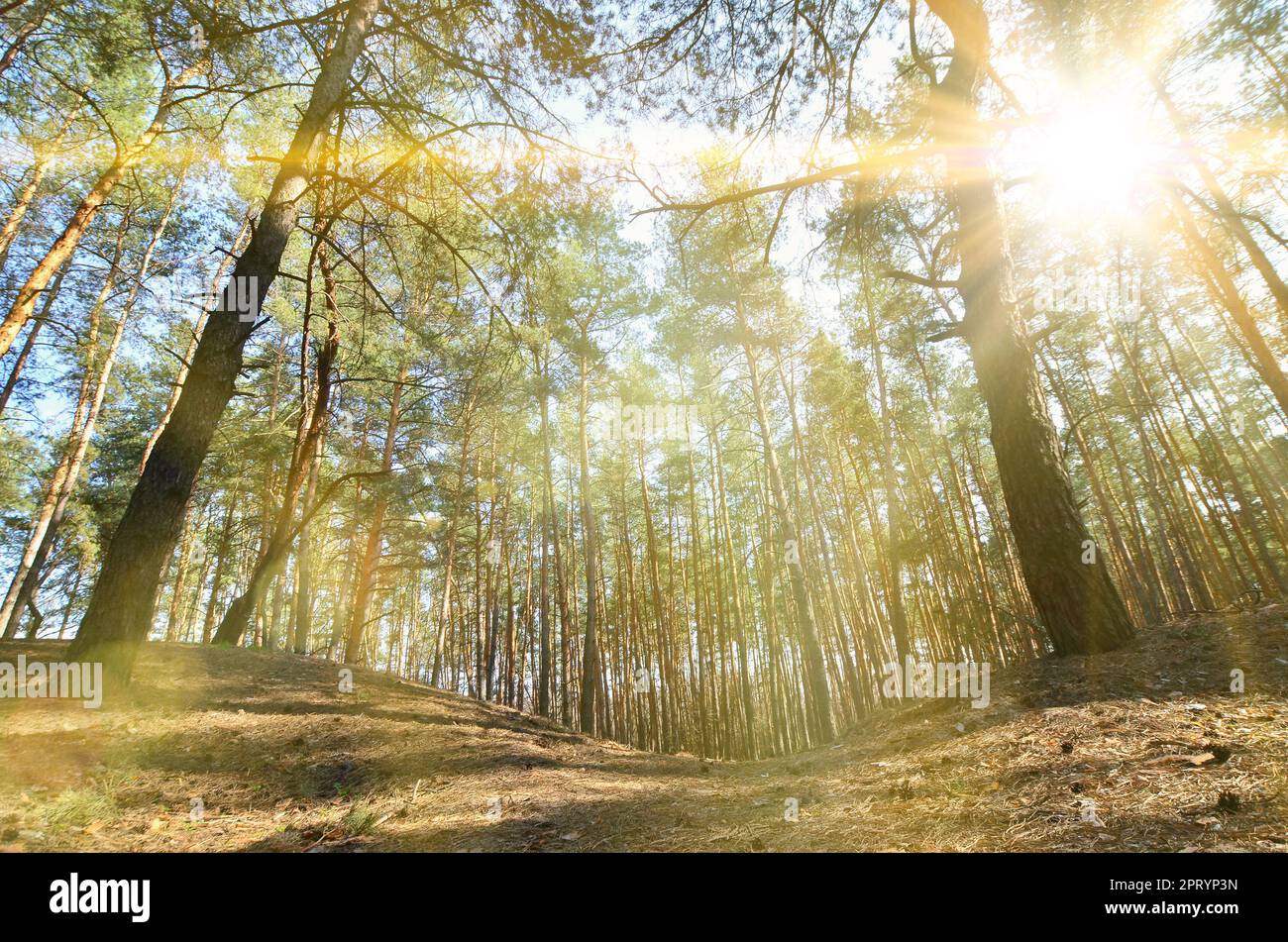 Spring sunny landscape in a pine forest in bright sunlight. Cozy forest space among the pines