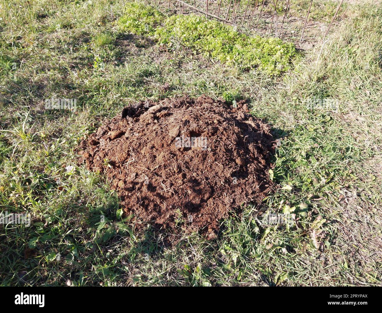 Pig manure collected for the garden fertilization Stock Photo Alamy