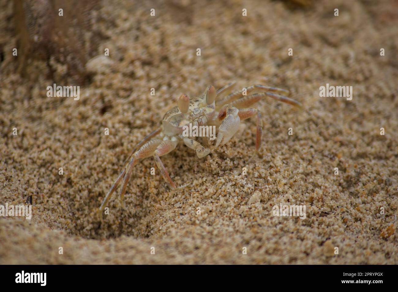 Shore hermit hi-res stock photography and images - Page 5 - Alamy