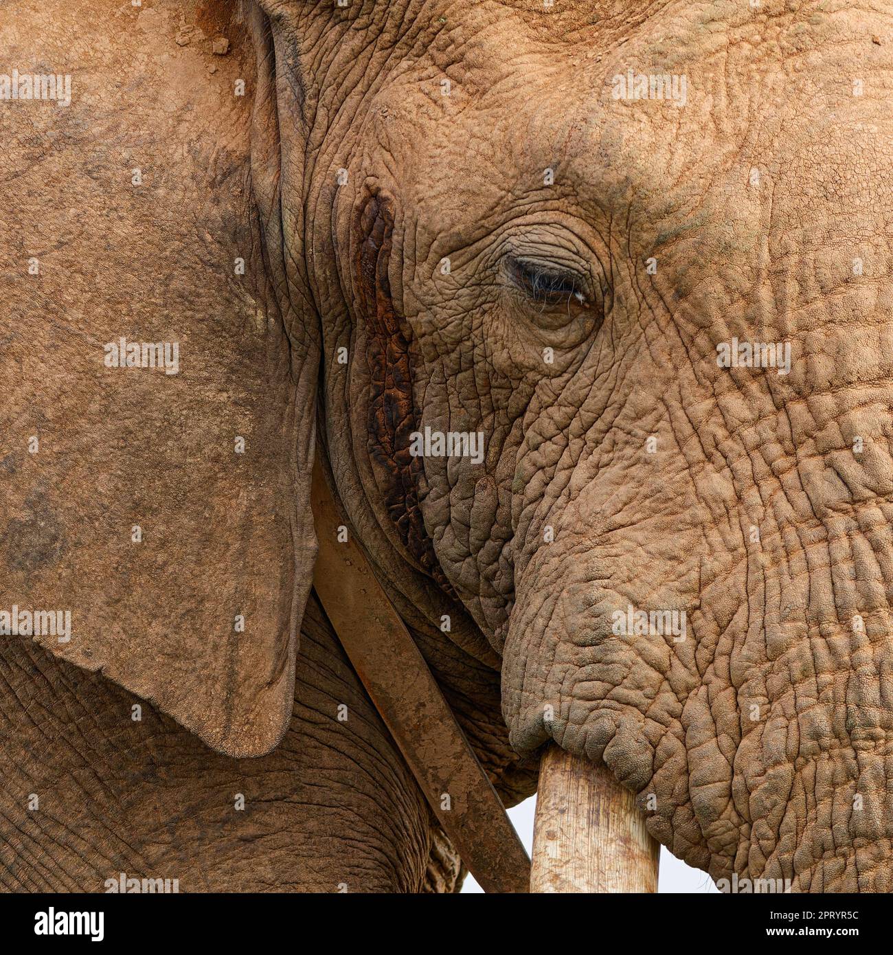 African bush elephant (Loxodonta africana), adult male with radio collar, close-up of the head, animal portrait, detail, Addo Elephant National Park, Stock Photo