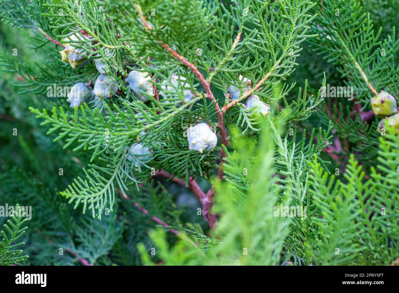 Brigth green cypress branches with young cones in spring in the forest close up. Stock Photo