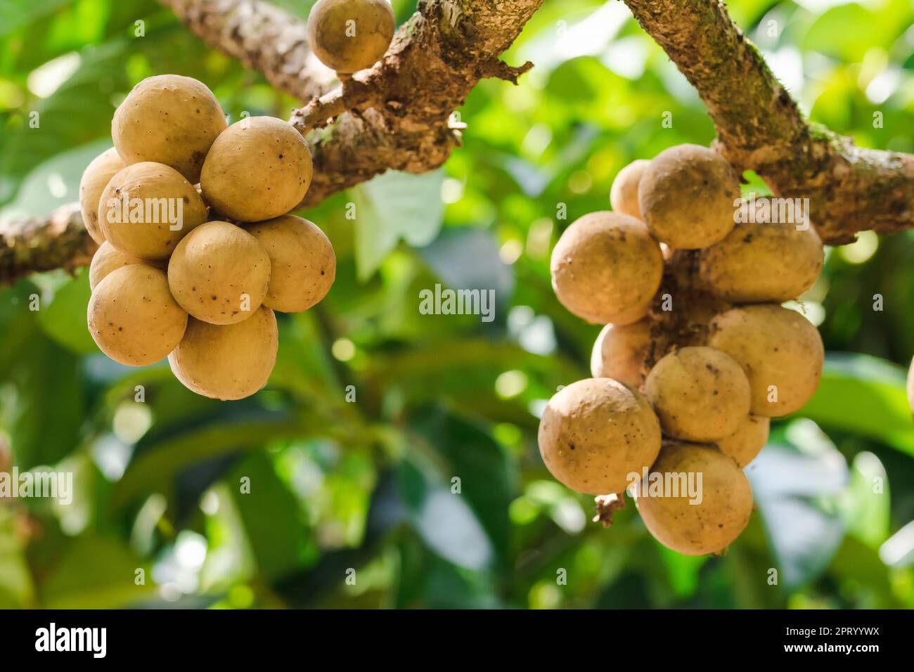 Lansium domesticum, tropical fruit, has a sweet taste, spherical, thick ...