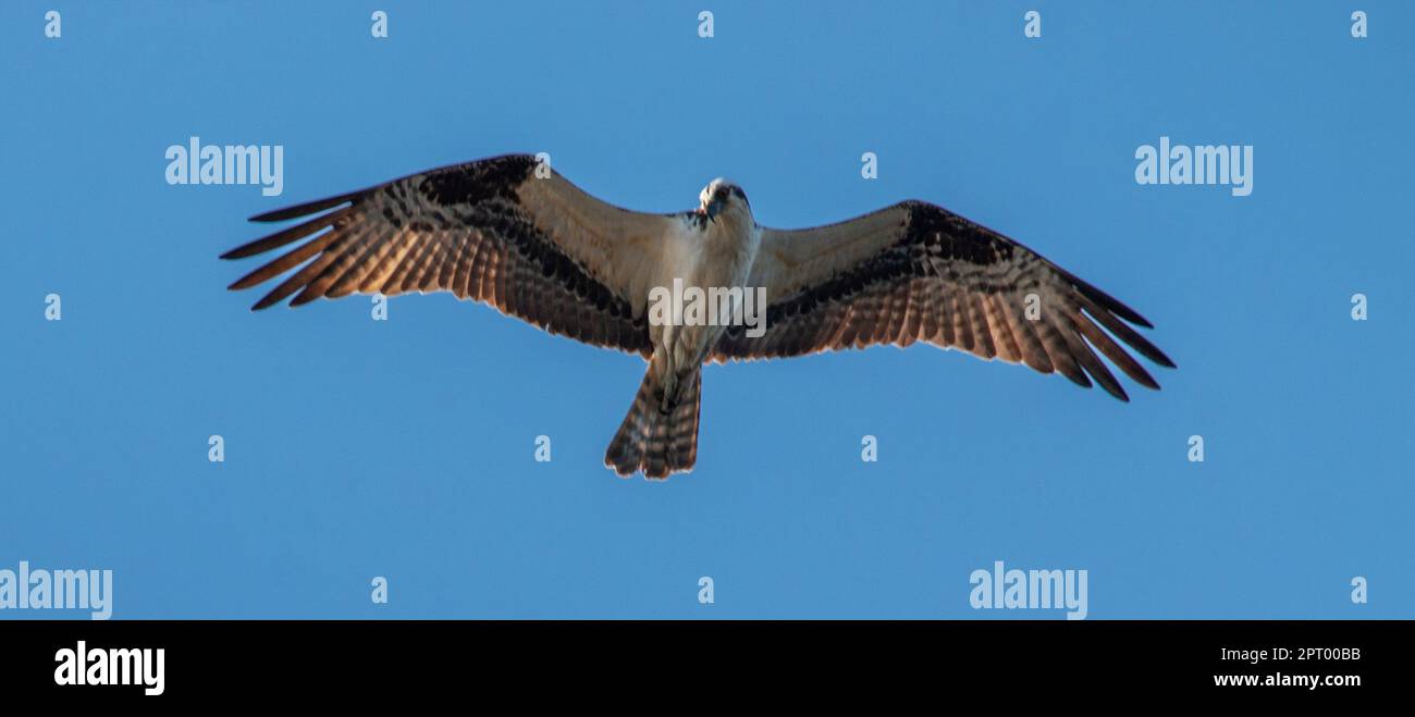 Osprey bird flying above with its wings fully open with a deep blue sky in the background. Stock Photo