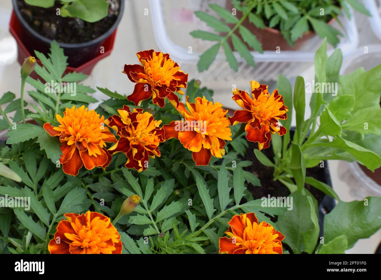 Marigold Flowers Stock Photo
