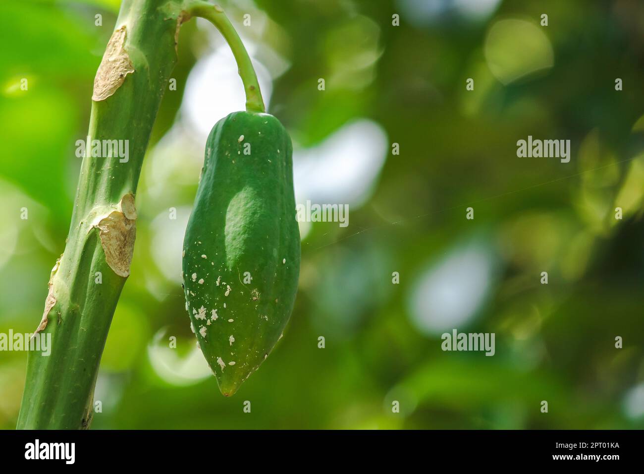 Papaya is a fruit with longitudinal characteristics. The bark is green