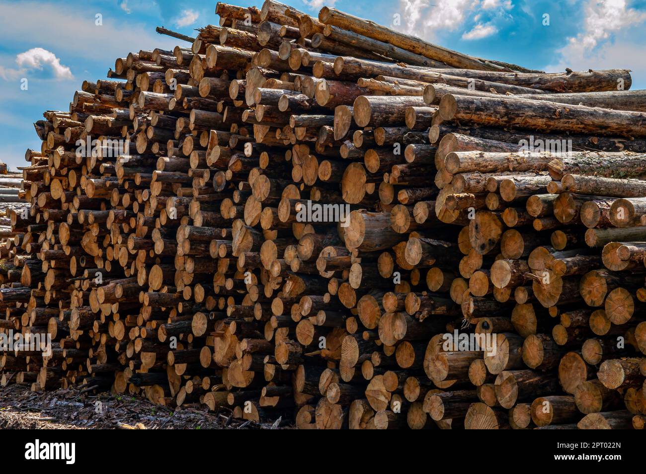 Chopped logs of a pine tree are stacked in a pile. Industrial