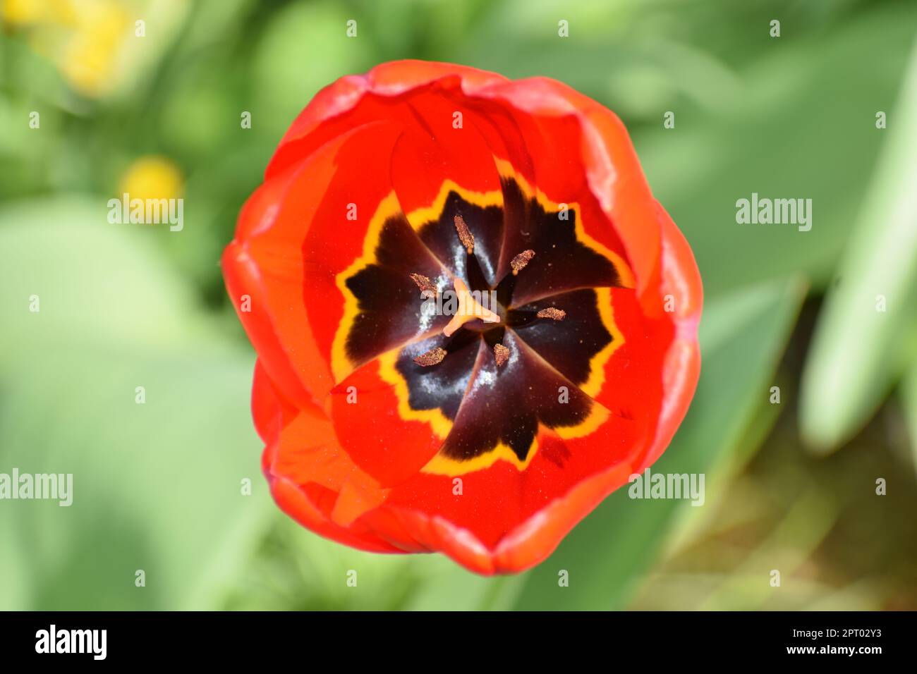 Tulip symbol of holland hi-res stock photography and images - Alamy