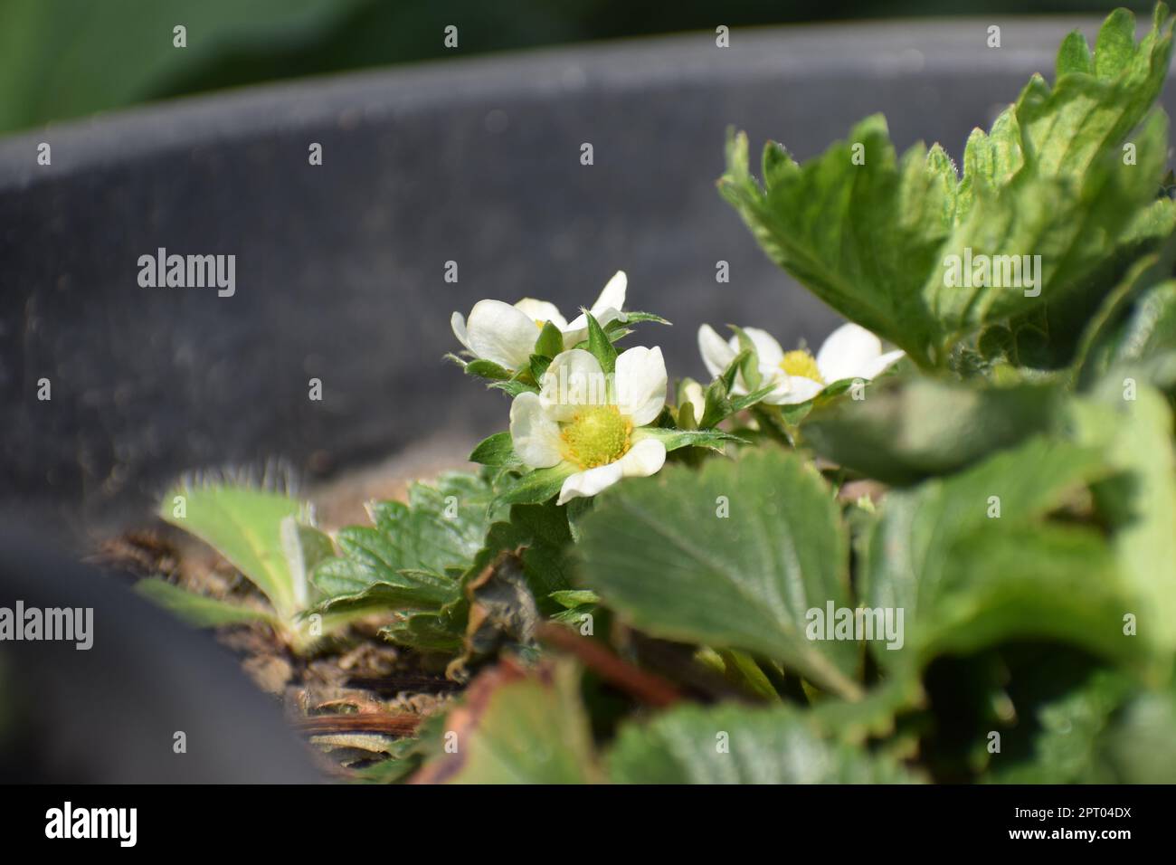 blooming strawberry plant Stock Photo - Alamy