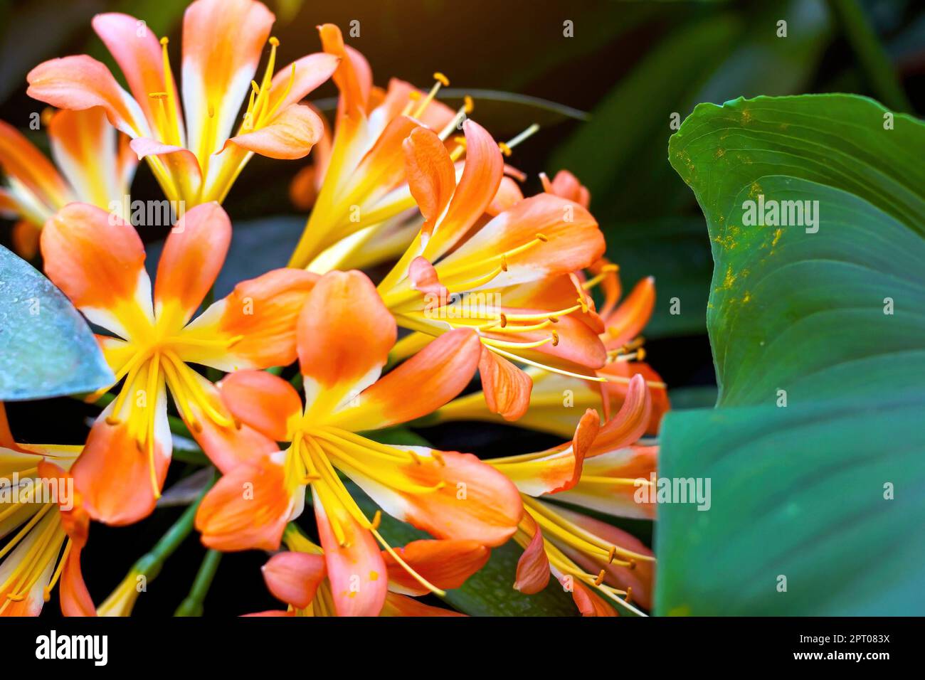 Bright yellow and orange Clivia Nobilis Lindl flowers bunch with green leaves in the garden in summer. Stock Photo