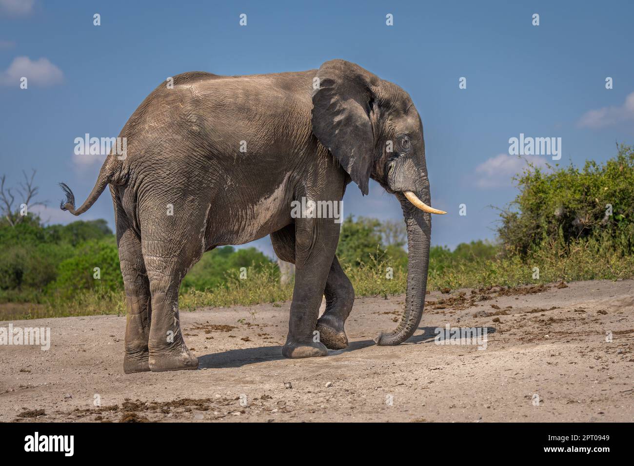 African bush elephant walks along sandy beach Stock Photo - Alamy
