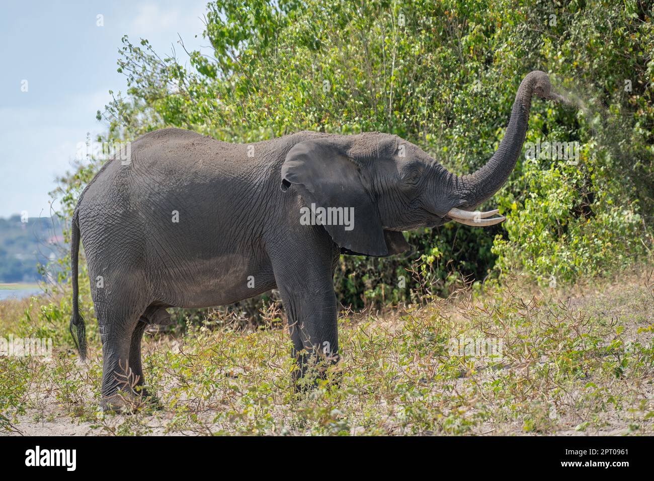 African elephant standing on riverbank blowing sand Stock Photo - Alamy