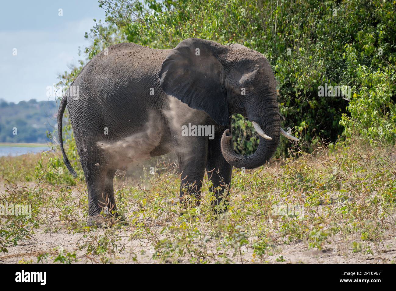 African elephant standing on riverbank spraying sand Stock Photo - Alamy