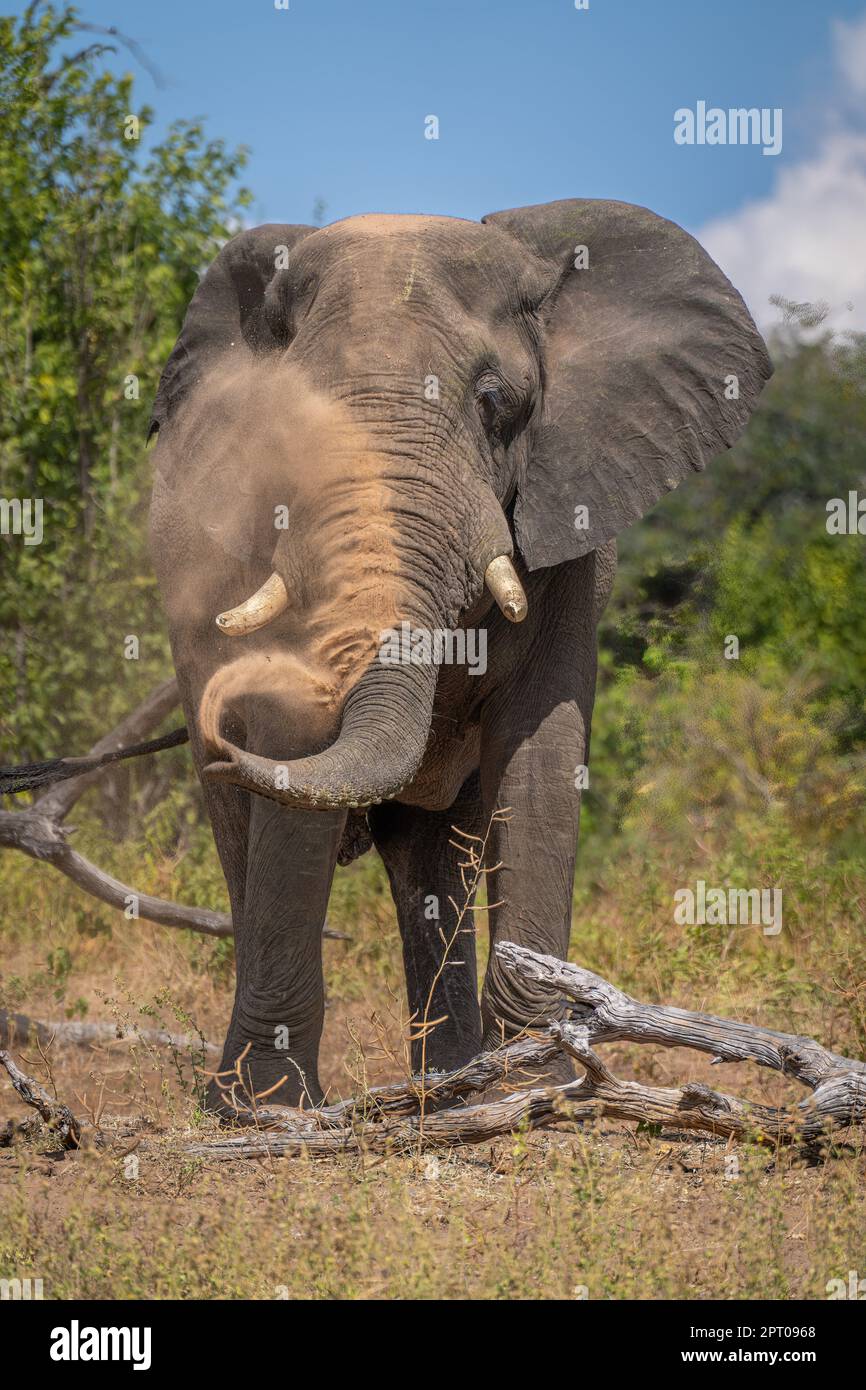African elephant stands behind log spraying dust Stock Photo - Alamy