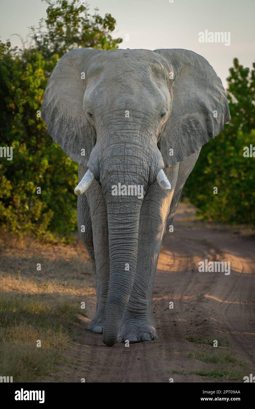 African elephant stands facing camera on track Stock Photo - Alamy