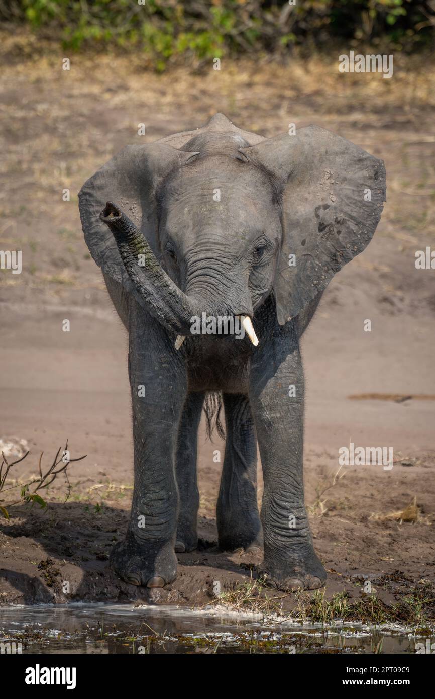 African elephant stands lifting trunk on riverbank Stock Photo - Alamy