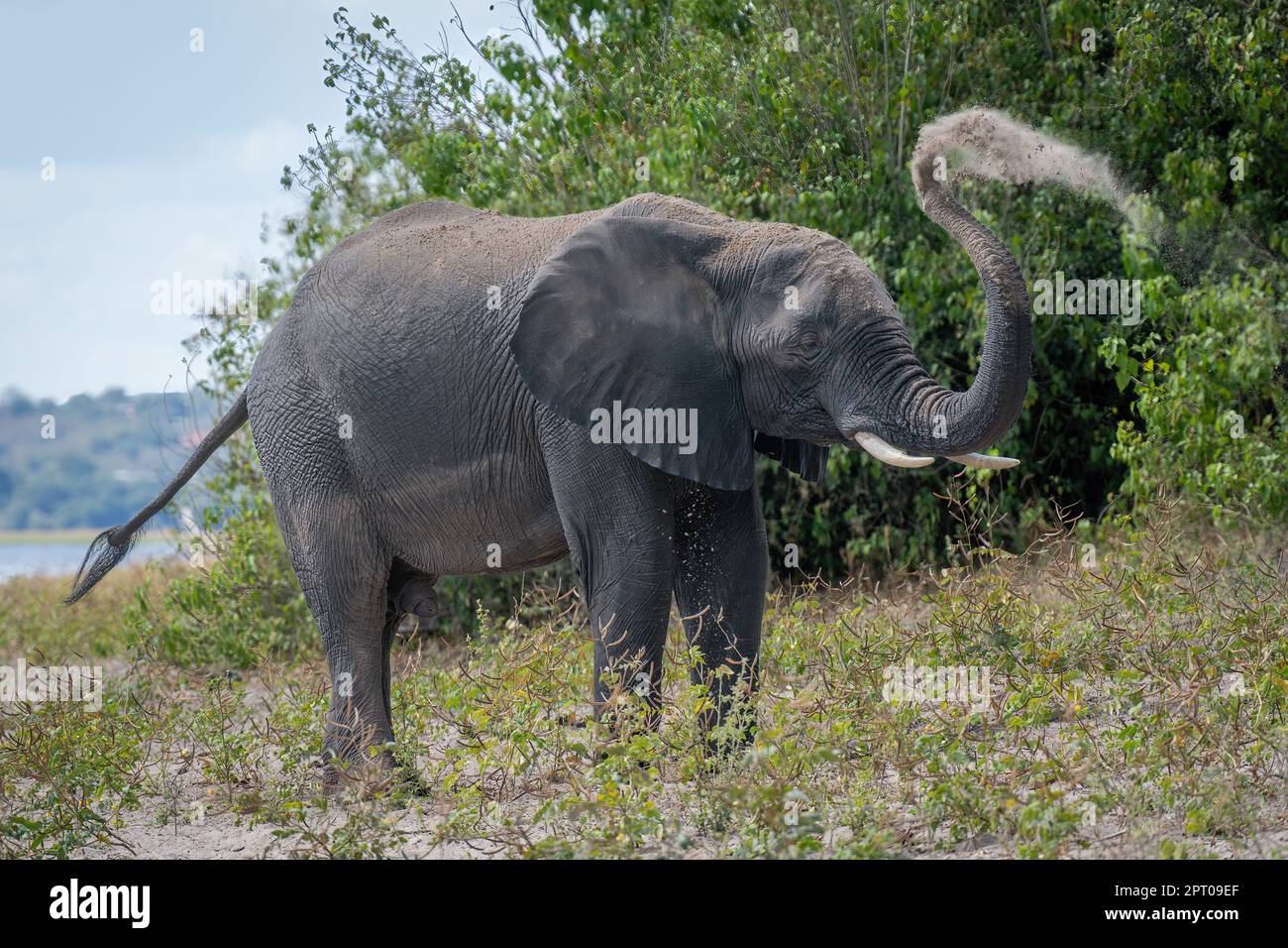 African elephant stands on riverbank spraying earth Stock Photo - Alamy