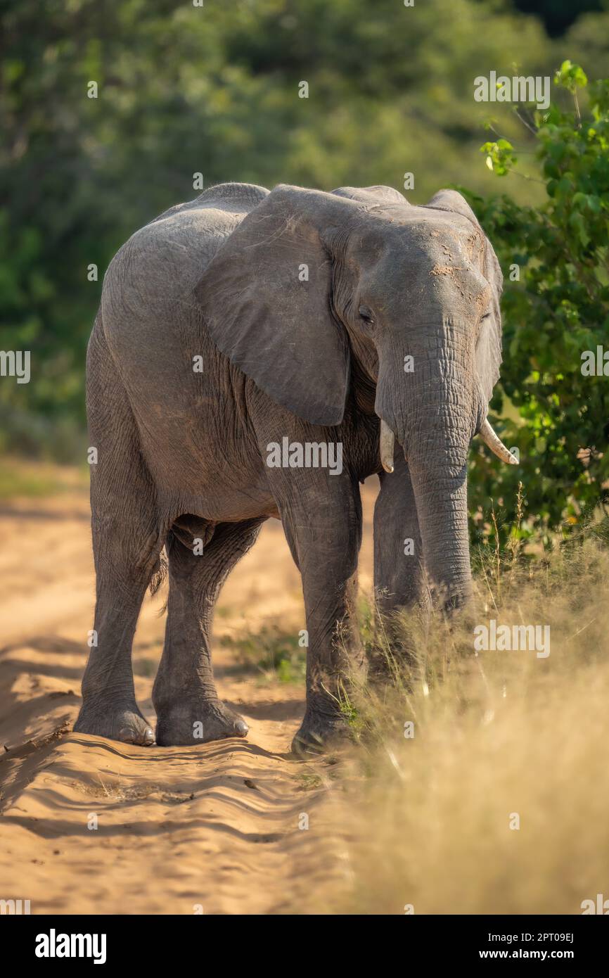 African elephant stands on track watching camera Stock Photo - Alamy