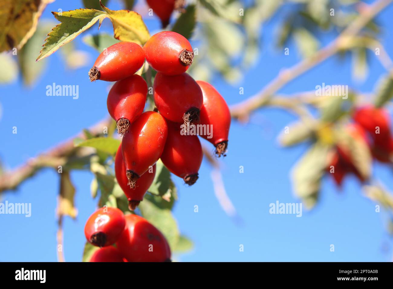 Reife Hagebutten am Rosenbusch Stock Photo - Alamy
