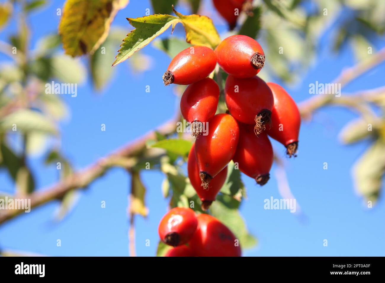 Reife Hagebutten am Rosenbusch Stock Photo - Alamy