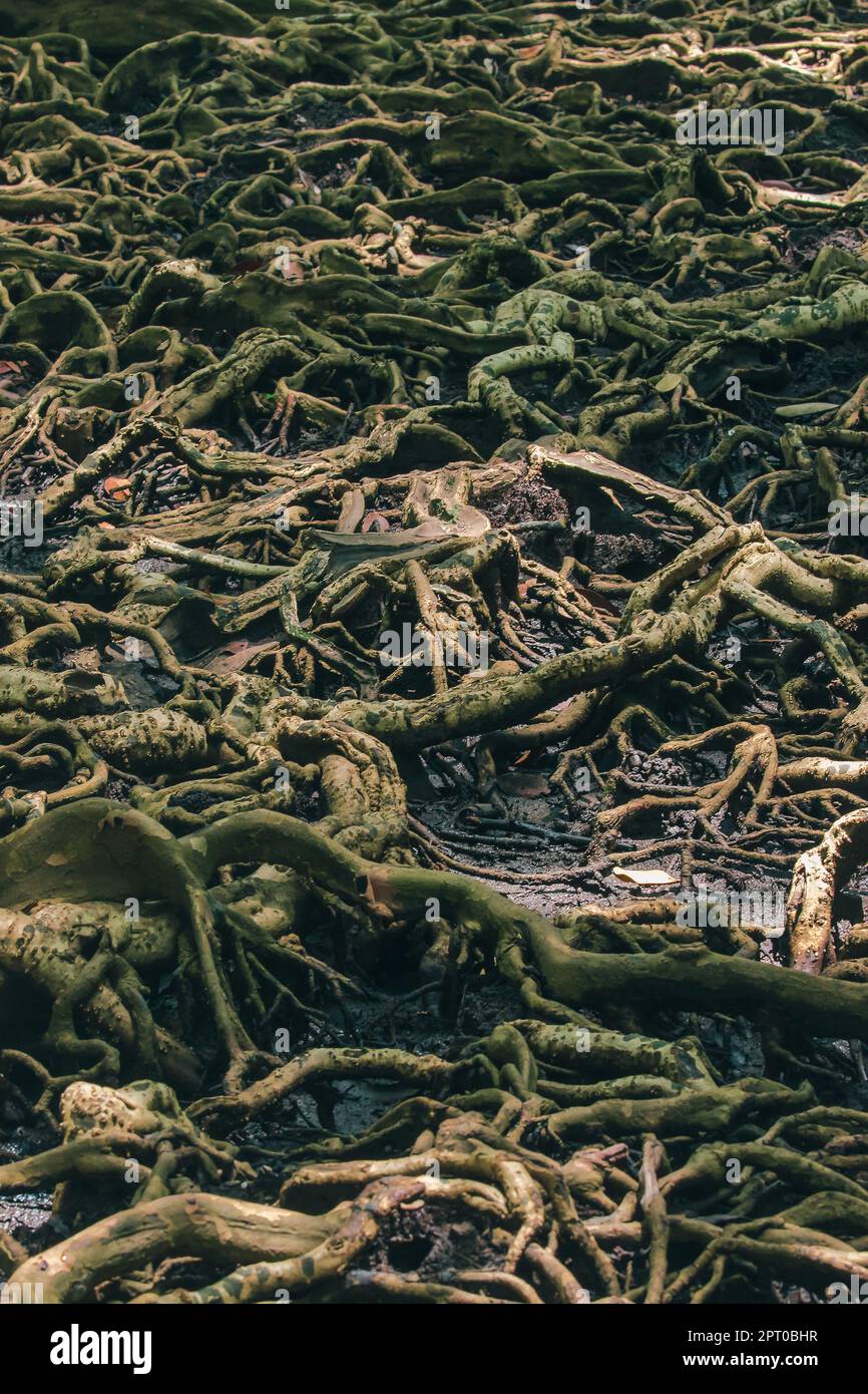 Many tree roots on the mangrove forest are used for adhesion Stock ...