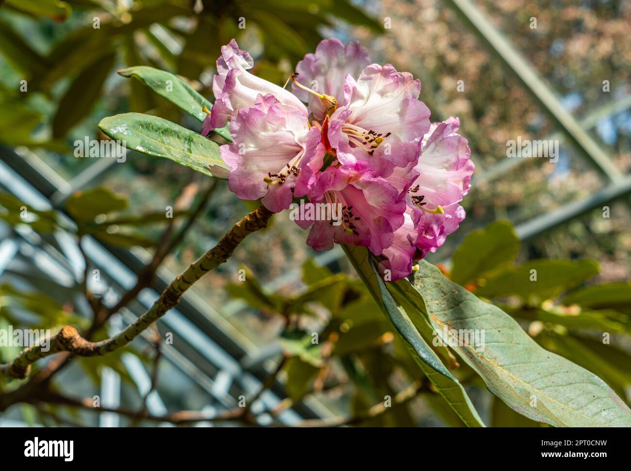Pink  blooming flowers in a greenhouse at the Rhododendron Speices Botanical Garden in Federal Way, Washington. Stock Photo