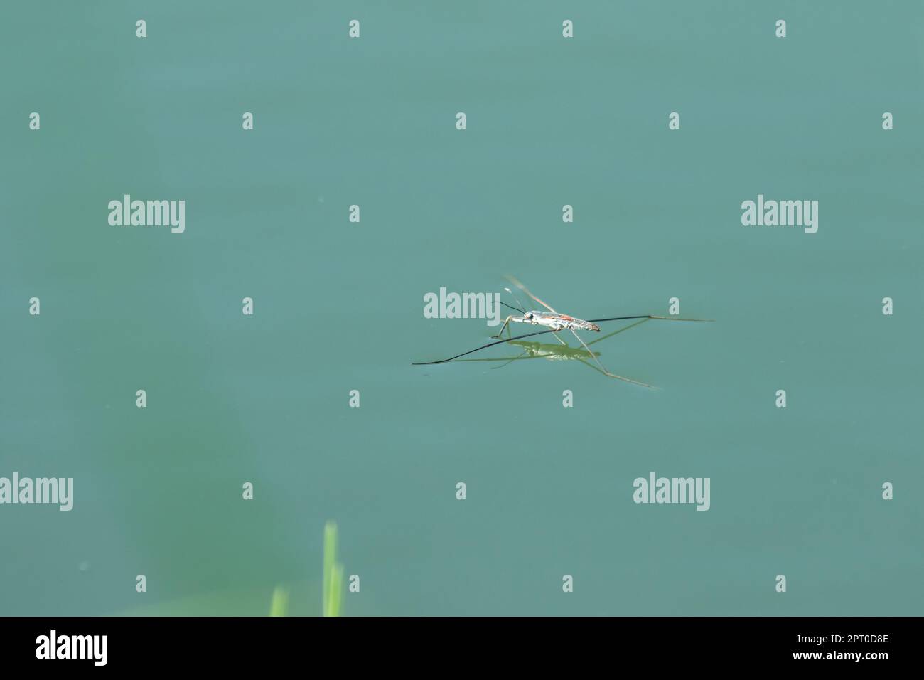 Water Striders is an insect with 6 legs. It has 1 pair of long antennae. Stock Photo