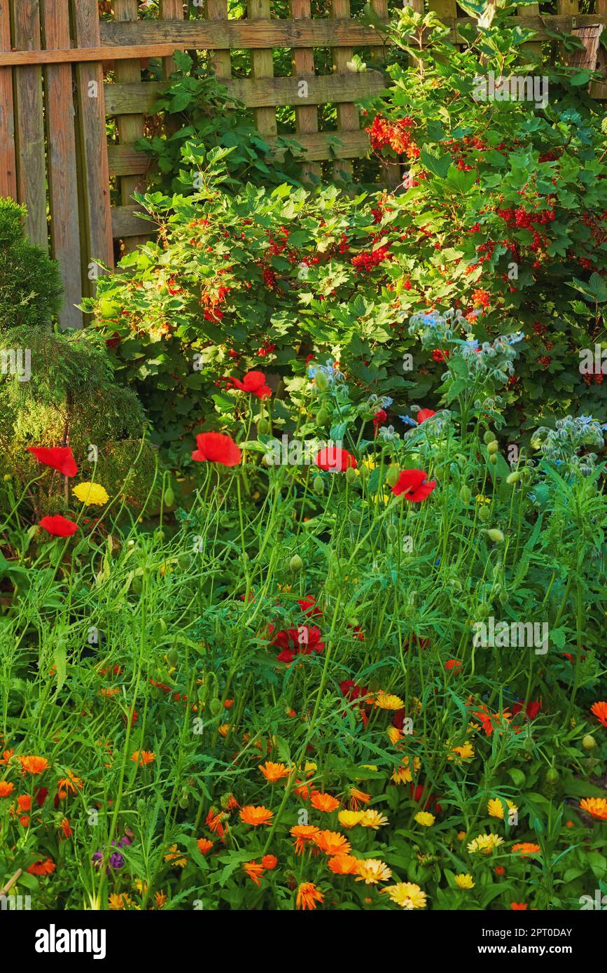 Late summer garden. A panorama photo of the garden in late summer Stock Photo
