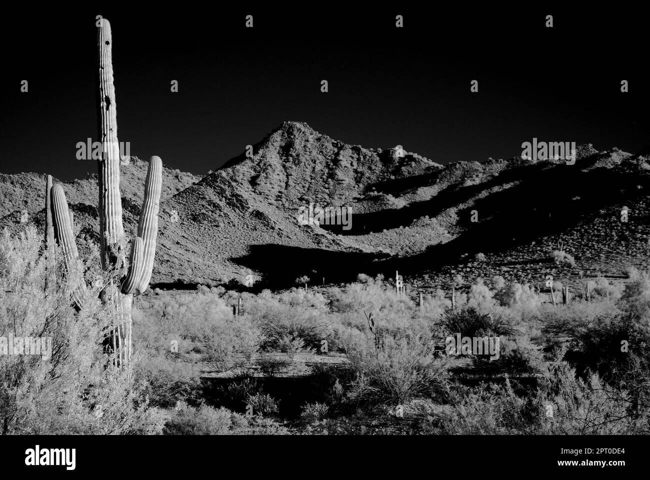 Moonlight Saguaro cactus in the winter Arizona desert Stock Photo - Alamy
