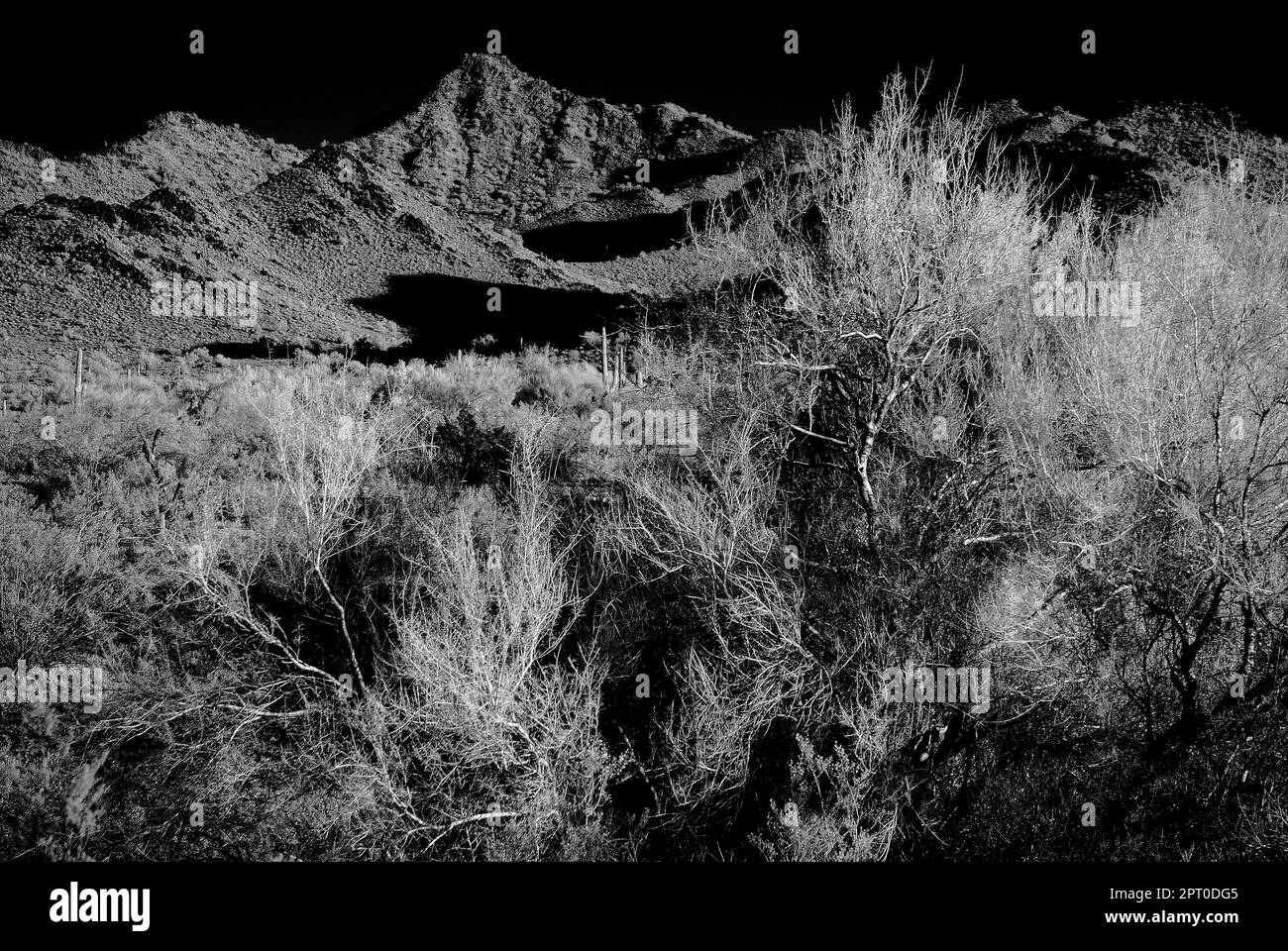 Moonlight Saguaro cactus in the winter Arizona desert Stock Photo - Alamy