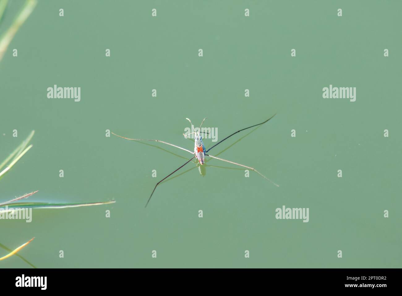 Water Striders is an insect with 6 legs. It has 1 pair of long antennae. Stock Photo