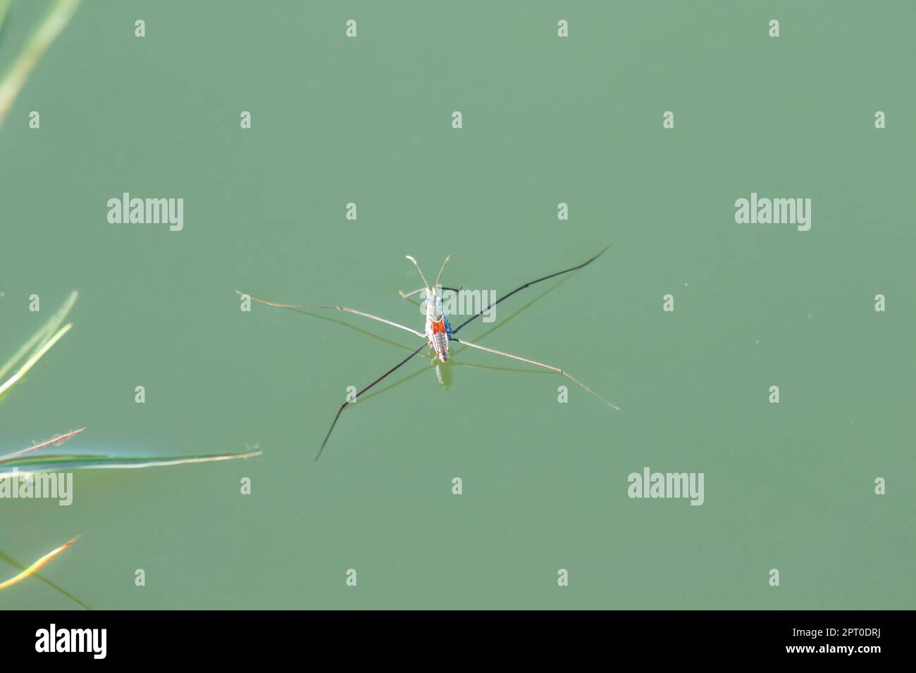 Water Striders is an insect with 6 legs. It has 1 pair of long antennae. Stock Photo