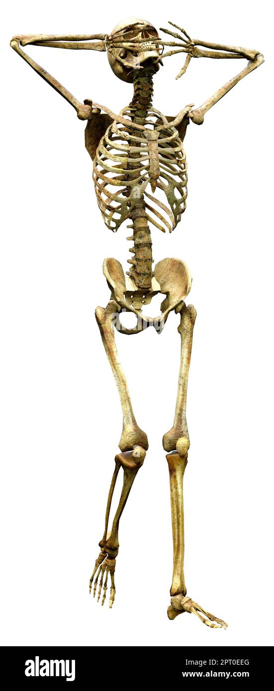 3D rendering of a human skeleton isolated on white background Stock ...