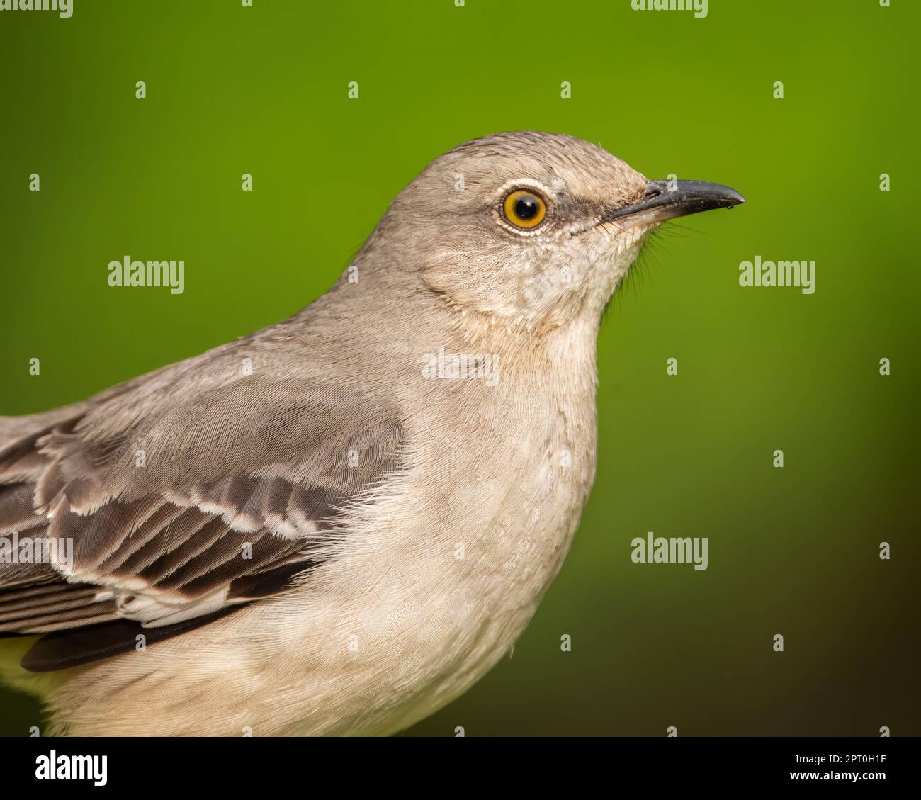 Northern mocking bird hi-res stock photography and images - Alamy