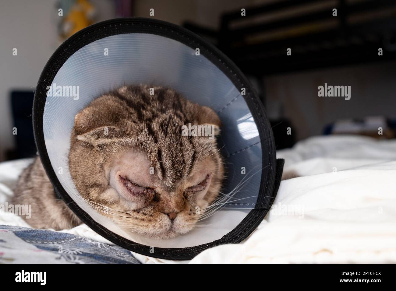 Cat after surgery on the eyes, with stitches on the lower eyelids, in