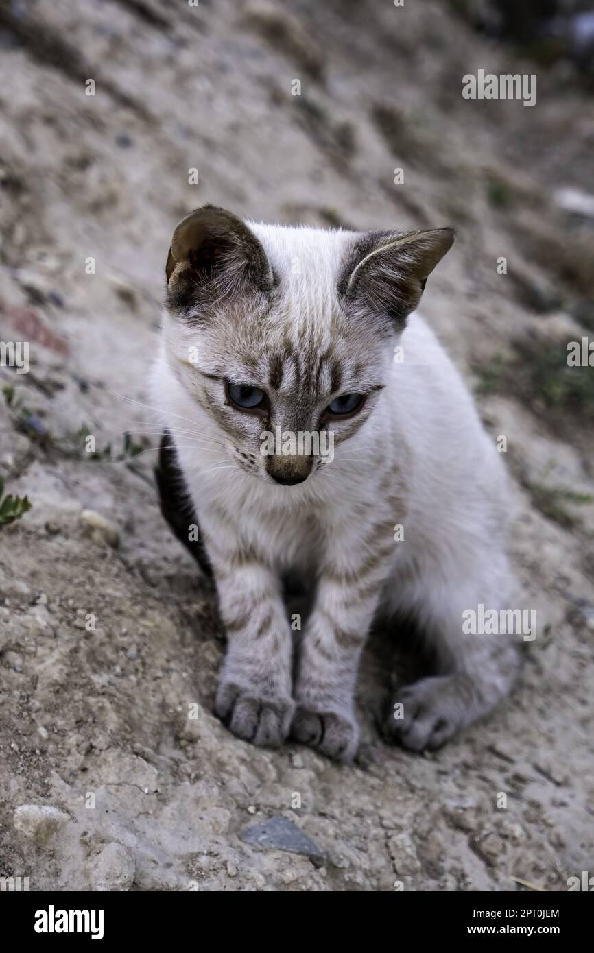 Detail of pet animal abandoned and alone, sadness Stock Photo