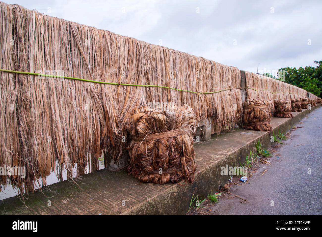 Golden wet raw jute fiber hanging under the sunlight for drying Stock