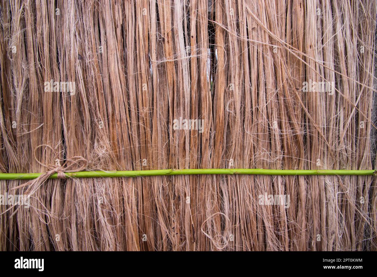 Golden wet raw jute fiber hanging under the sunlight for drying. Golden