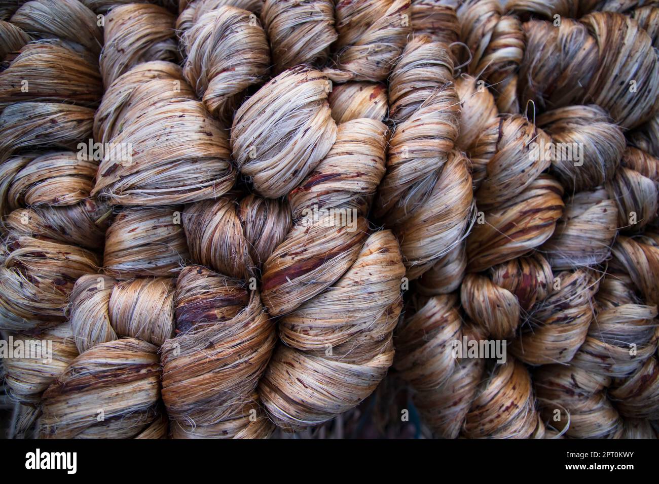Thick Golden bundle of Wet raw jute fiber Texture Background Stock