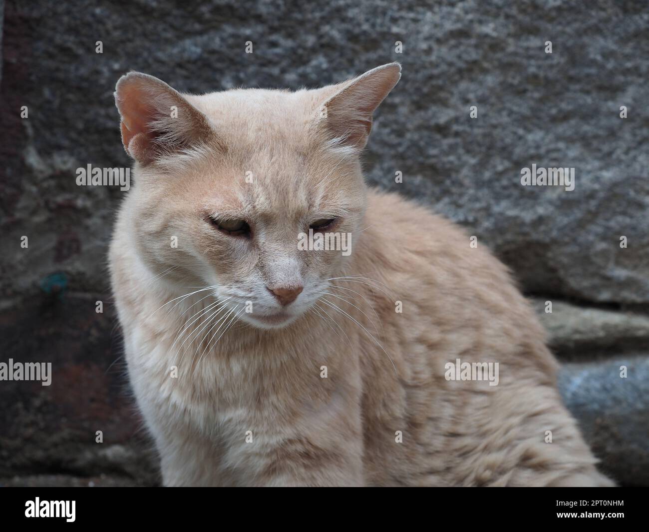 Scientific name for a domestic cheap cat