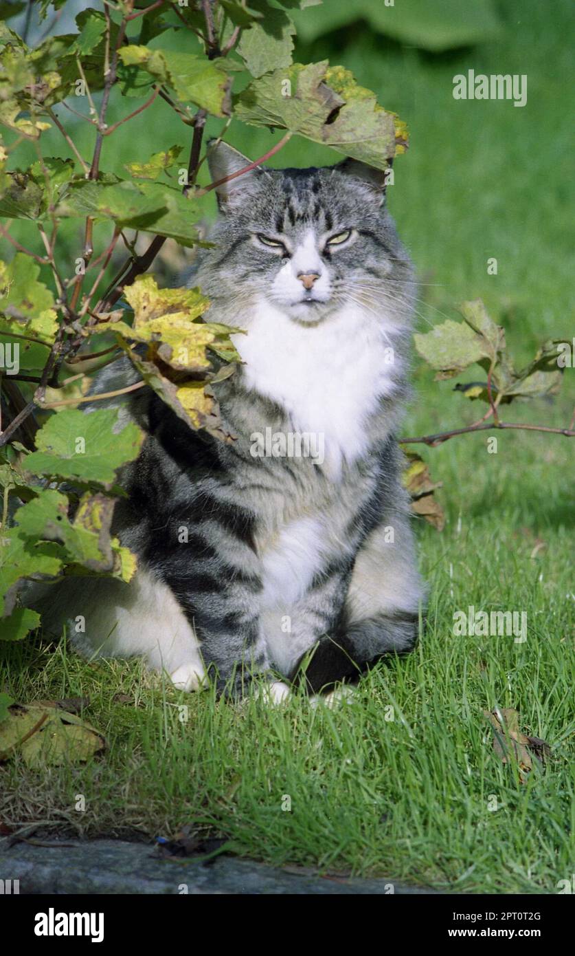 A senior long haired silver tabby cat sits under a growing grapevine. Stock Photo