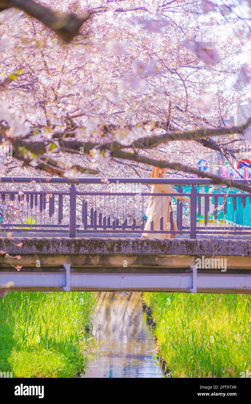 Sumiyoshi Sakura (Cherry blossoms along Yoshi Shibukawa). Shooting