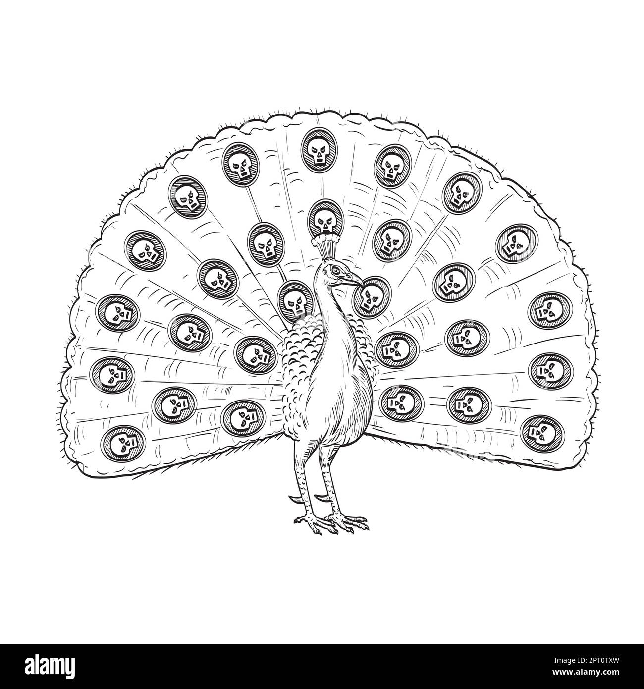 Comics style drawing or illustration of a peacock, Indian peafowl, common peafowl or blue peafowl with fan like tail of skull viewed from front on iso Stock Photo