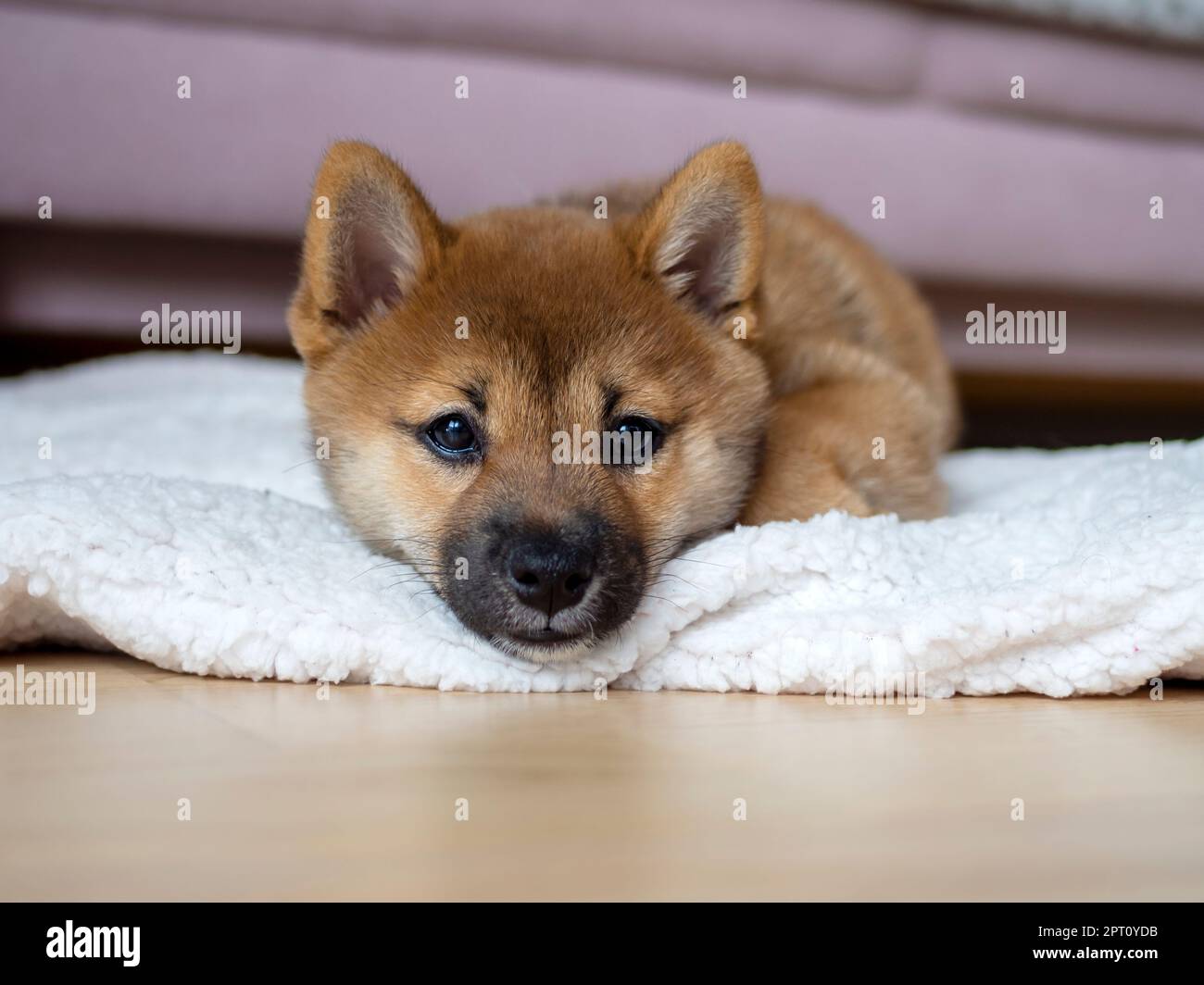 Portrait of cute Shiba Inu small dog puppy Close up. Dogecoin