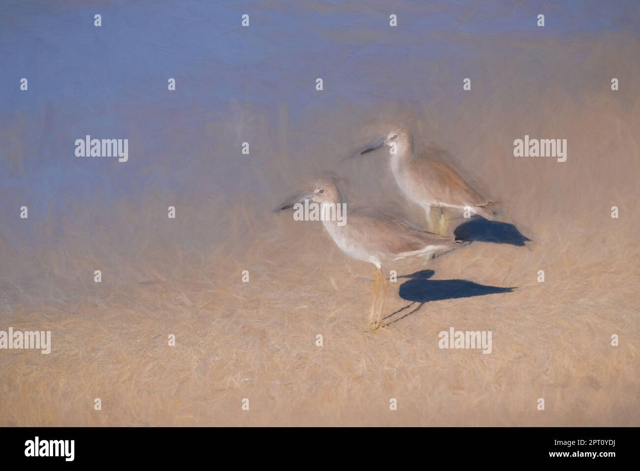 Digital painting of two Common Sandpipers wading in the sea on a beach in Mexico. Stock Photo