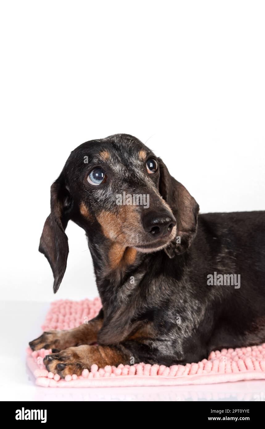 Portrait of an old sad dachshund dog, sausage dog, with eyes of different colors, isolated on a white background Stock Photo
