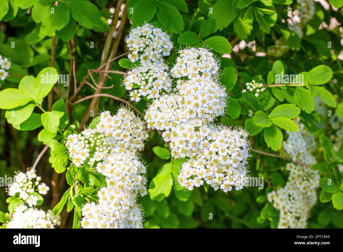 Many white Spirea (Spiraea Vanhouttei Briot Zabel Gold Fountain) flowers with green leaves in spring in the garden. Stock Photo