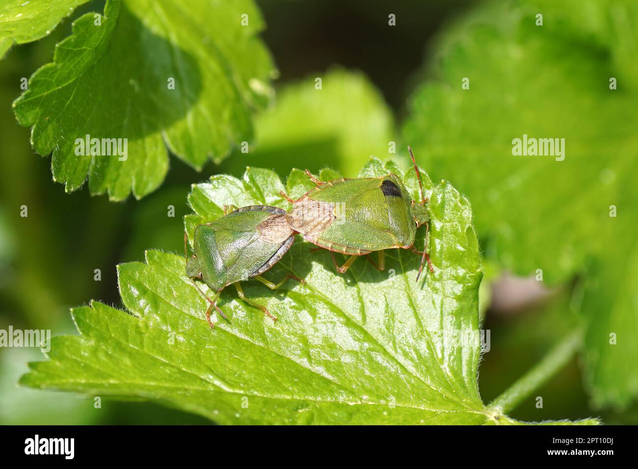 Two green shield bugs (Palomena prasina) of the family Pentatomidae on a leaf of a of a red currant (Ribes rubrum). Dutch garden. Spring, April Stock Photo