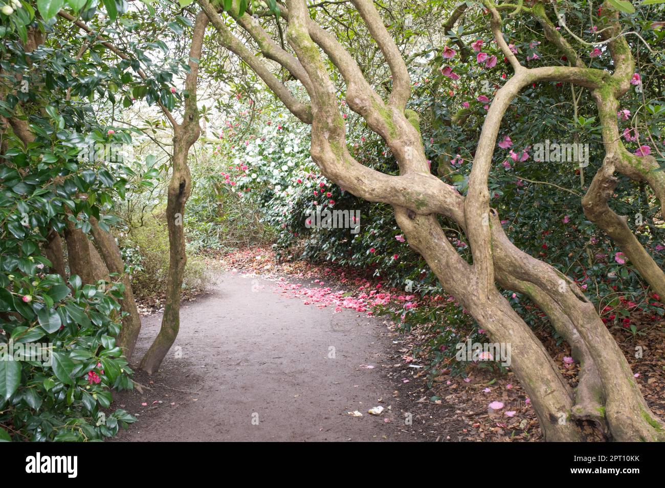 path between spring flowering camellia plants at Kingston Lacy Garden Hampshire UK April Stock
