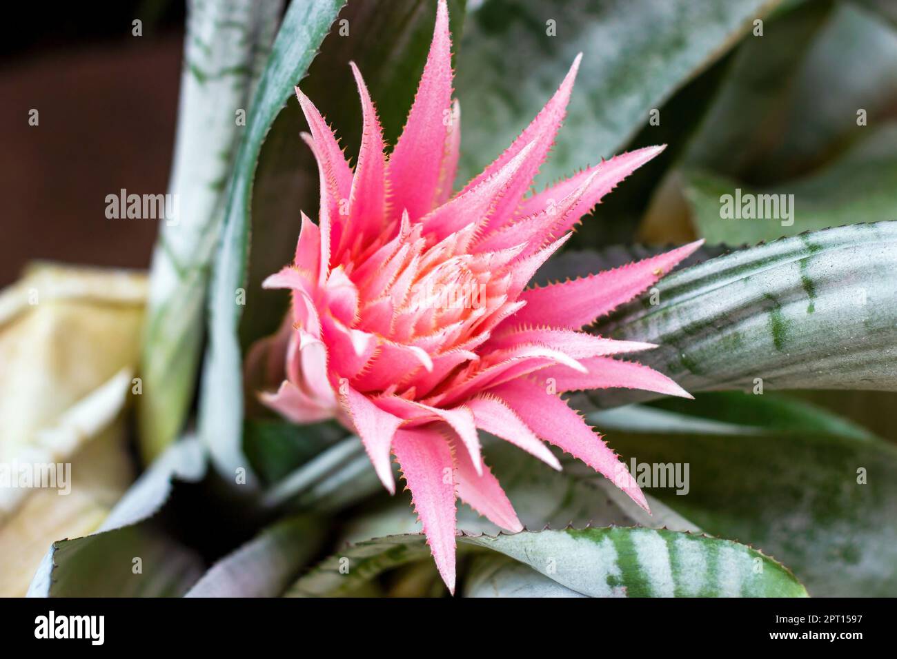 Bright pink tropical Aechmea Fasciata Baker blossoming flower on green leaves background in summer. Stock Photo