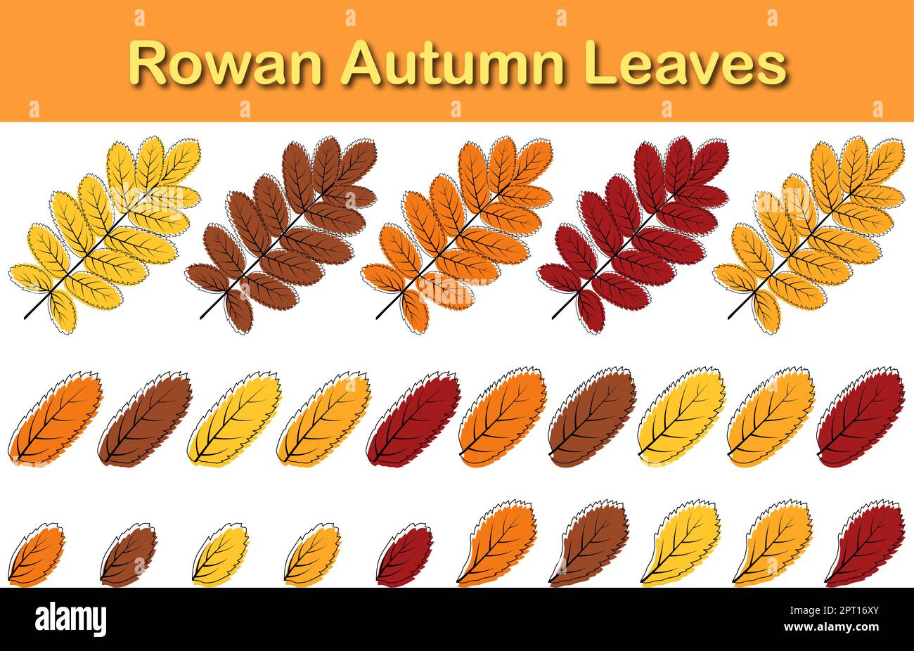 Autumn Rowan Leaf Set Stock Vector Image & Art - Alamy